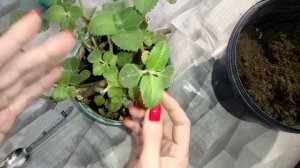 Плектрантус. Комнатная мята. Уход в домашних условиях Неприхотливый сад
