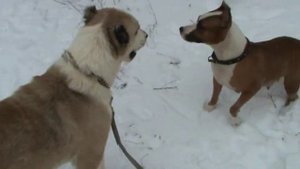 АЛАБАЙ ПРОТИВ АМЕРИКАНСКОГО СТАФФТЕРЬЕРА игра подружек :-)))