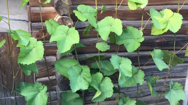 СОРТ ВИНОГРАДА *АГАТ ДОНСКОЙ* смотреть онлайн