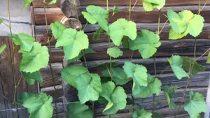 СОРТ ВИНОГРАДА *АГАТ ДОНСКОЙ*