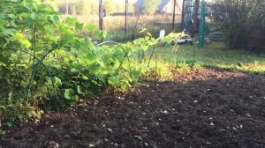 Вахтельхунд, щенки, спаниель, охота, натаска