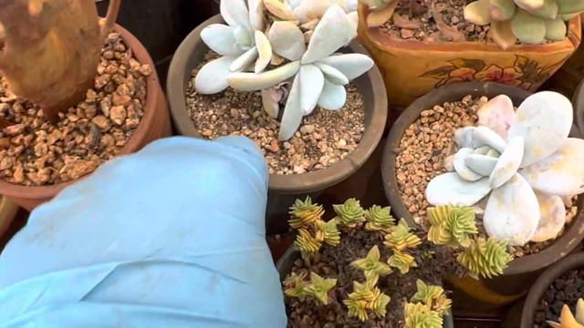 망가진 라우이 ㅠㅠ 힘든 여름 시작입니다 смотреть онлайн