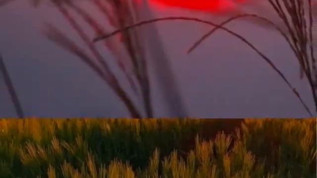 Светлая грусть