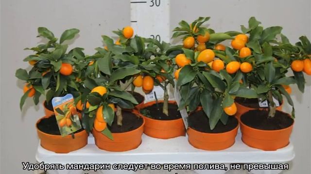 Мандариновое дерево — уход в домашних условиях