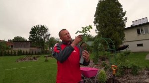 Как посадить розы купленные в Питомнике Тамара Розы