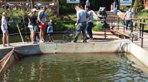 платная рыбалка в Питере ... paid fishing in St. Petersburg(2)