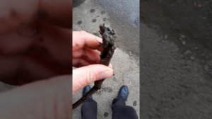 Посадил фундук осенью...