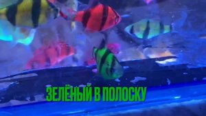 Барбусовое ассорти. Новинки глофиш барбусы. Пурпурный или фиолетовый. Лимонный или желтый. Любые