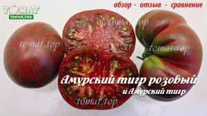 Томат Амурский тигр розовый и Амурский тигр. Аэлита. Обзор. Отзыв. Сравнение с похожими сортами