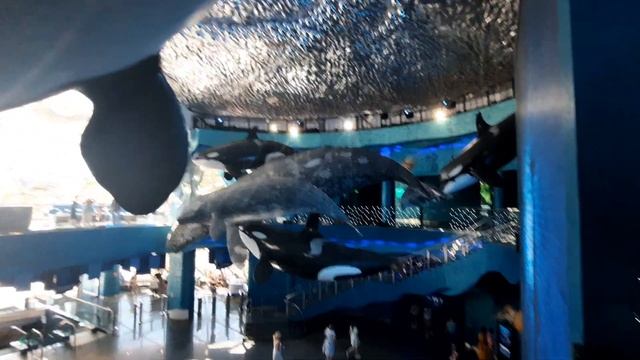 Владивосток, океанариум, киты под потолком смотреть онлайн