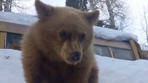 Petunia the Baby Bear Cub Eating Pecan Pie