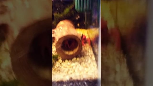 флоридский рак самка #fishaquarium #subscribe #fish #fishtank #рак