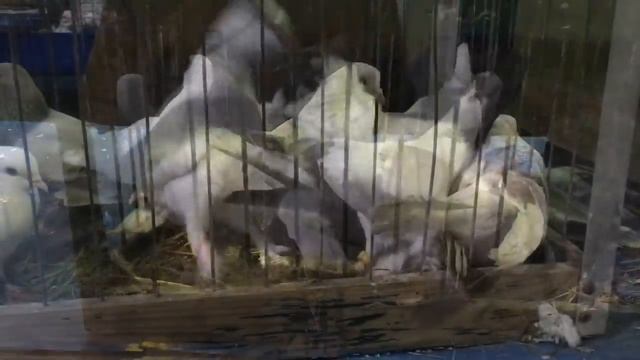 «Голубиный рай» на Белой Даче 15.12.2018 смотреть онлайн