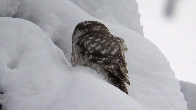 Мохноногий сыч смотреть онлайн