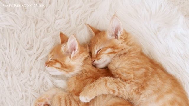 Relaxing Piano Music for Cat with Rain Sounds - Deep Relaxation Music for Cats смотреть онлайн