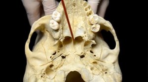 Наружное основание черепа