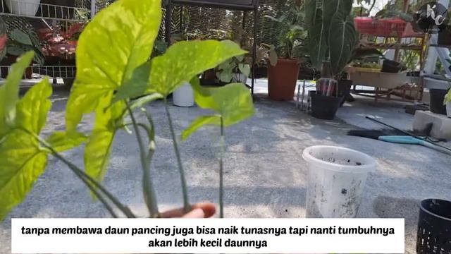 Propagating Syngonium Panda Galaxy War | Daily Diary смотреть онлайн