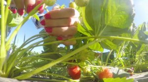 ДАЙТЕ КРАХМАЛ КЛУБНИКЕ! И Готовьте ВЕДРА Для Сбора Большого СЛАДКОГО Урожая!