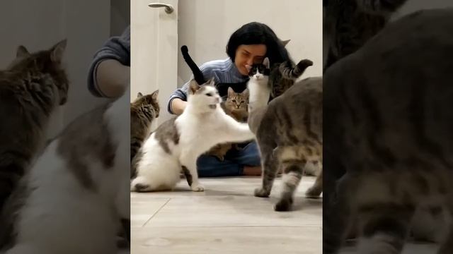 Один день из жизни котов