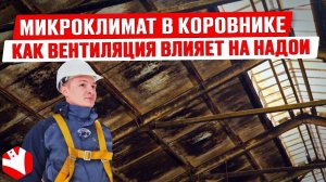 Как вентиляция влияет на надои? | Микроклимат в коровнике | Устройство коровника