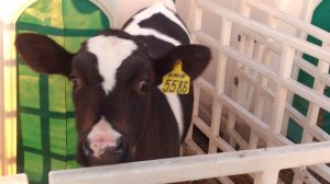 Бычки телята продажа Краснодарский край