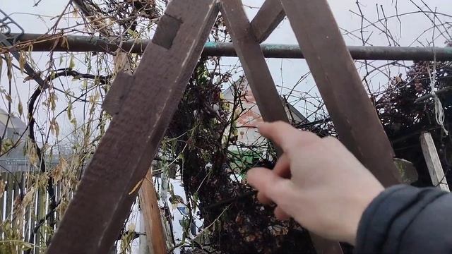 Демонтаж навеса из винограда. Работа болгаркой под напряжением металла. смотреть онлайн