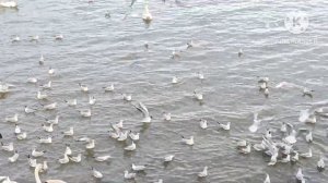 Кристина Мотиватор.Они с хани каждый день смотрят онлайн,чем кормят на круизе,который будет УнихВма