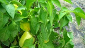 СУПЕР ПЕРЦЫ. сорт Медовый король и Красный куб. Обзор.