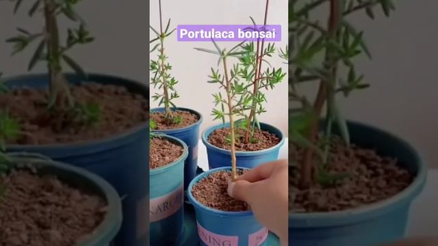 how to make portulaca plants bonsai #gardening # portulaca # flower # summer flowering