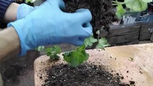 #308. Красавицу Эммануэль(ТА) под нож!Обрезка,пересадка,укоренение пеларгонии двумя способами.