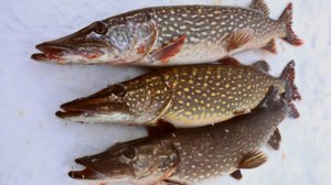 ЩУКИ озера ВУОКСА. ЛОВЛЮ ЩУКУ на ЖЕРЛИЦУ.РЫБАЛКА в ЛЕНИНГРАДСКОЙ ОБЛАСТИ. ЗИМНЯЯ РЫБАЛКА.