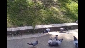 Попугаи против голубей - выживает сильнейший..