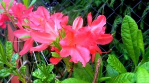 Как цветет рододендрон японский в моем саду. Июнь 2020