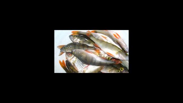 Как почистить речного окуня?
