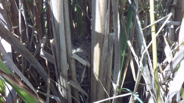 Камышовка индийская 170617 5 20июня 4 смотреть онлайн