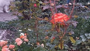 Как выбрать сорта розы