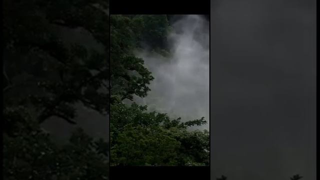 Звук пения птицы Кошачий пересмешник в лесу