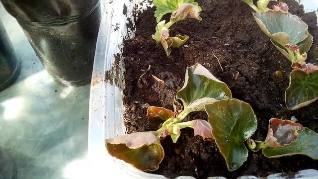 Черенкование , Колеусы , Бегония ,  Ампельная петуния