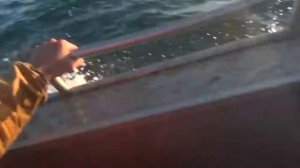 Чукотские байдары охотятся на моржей.