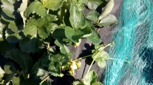 Вкуснейшая земляника из Италии - "Верона"