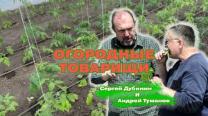 180 сортов томатов в одной теплице. Приключения "Огородных товарищей".