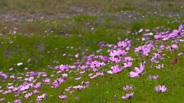 КАК СДЕЛАТЬ ЗЕЛЁНОЕ УДОБРЕНИЕ.?"БРОДИЛКА ИЗ ТРАВЫ"
