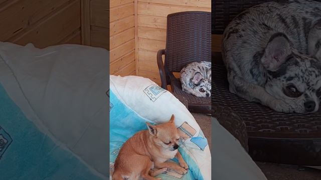 Жанночка бруталочка, питомник чихуахуа и той-пудель Кастропуло Крым 💕 смотреть онлайн