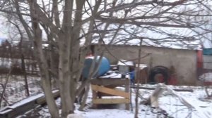 Грецкий орех в средней полосе.