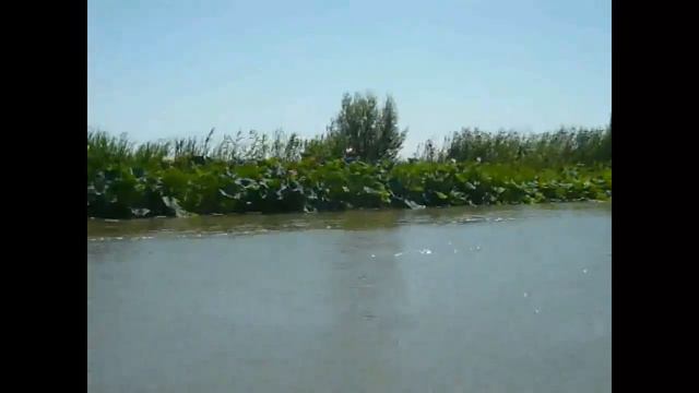 Lotus fields (Astrakhan, part 1) смотреть онлайн