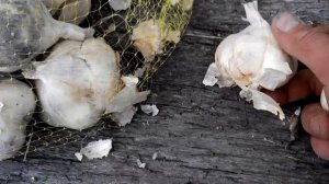 Чеснок сорт Мессидор французкой селекции. Голландские семена.