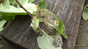 Хозяйство Воронова | Сад | Черёмуховая моль на ветке яблони. Рассматриваю через лупу