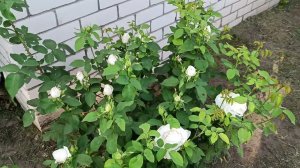 Кустовые БЕЛЫЕ и ЖЁЛТЫЕ розы . Минимальный уход. Цветение!!!