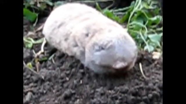 Слепыши -  огородные грызуны