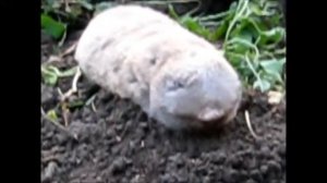 Слепыши -  огородные грызуны